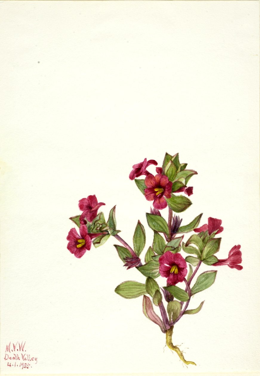 Lila Affenblume Mimulus bigelovii, 1935 von Mary Vaux Walcott