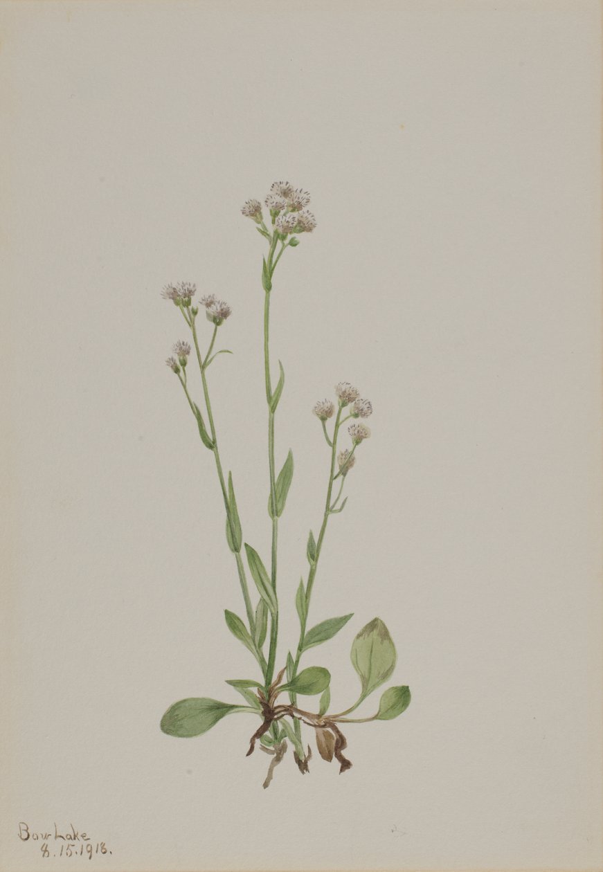 Katzenpfötchen Antennaria racemosa von Mary Vaux Walcott