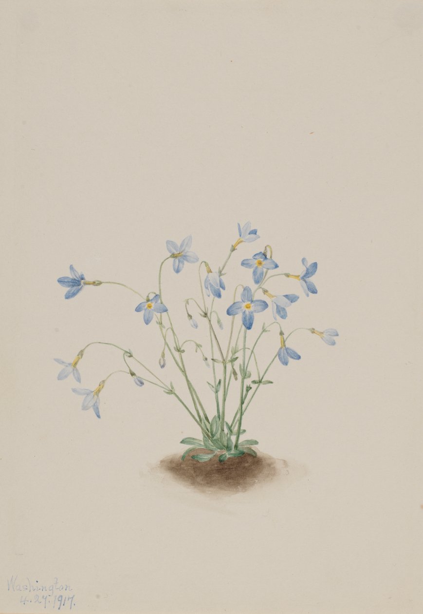 Quakerladies Houstonia caerulea, 1917 von Mary Vaux Walcott