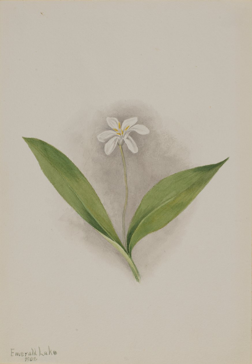 Queencup Clintonia uniflora, 1902 von Mary Vaux Walcott