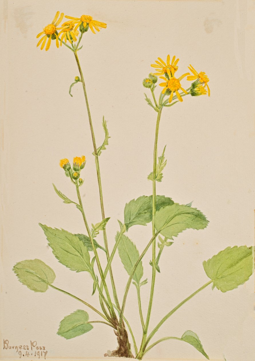 Kreuzkraut Senecio burkei, 1917 von Mary Vaux Walcott