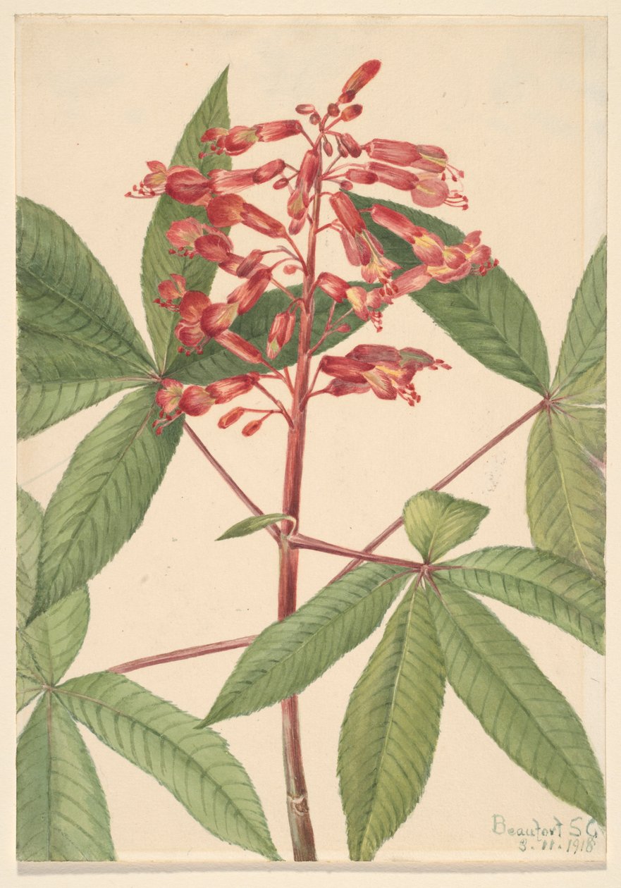 Roter Buckeye (Aesculus pavia) von Mary Vaux Walcott