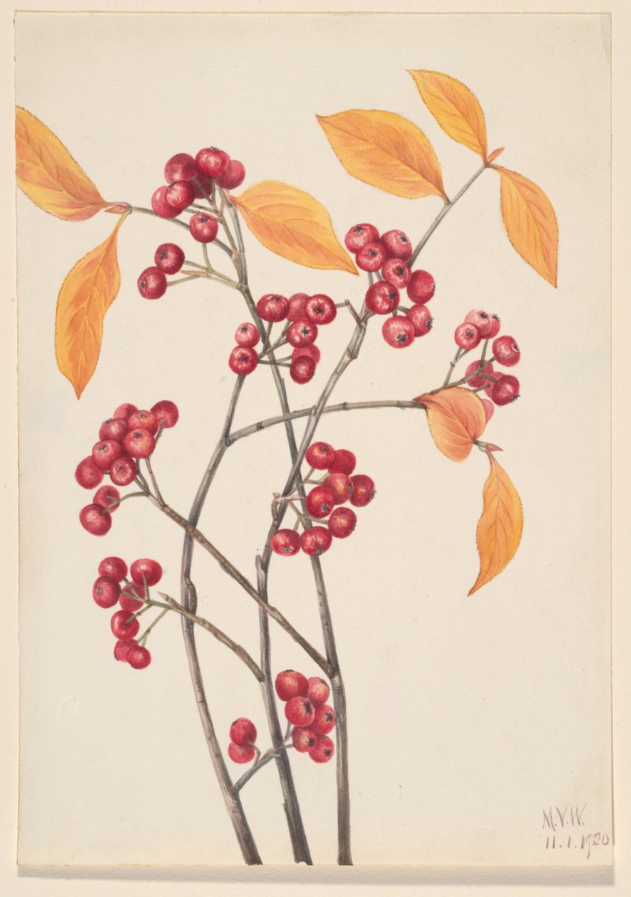 Rote Apfelbeere (Aronia arbutifolia) von Mary Vaux Walcott