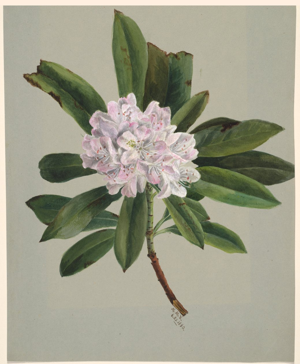 Rhododendron Rhododendron maximum von Mary Vaux Walcott