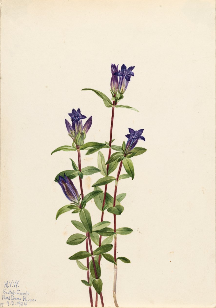 Ufer-Gentian Gentiana affinis, 1924 von Mary Vaux Walcott