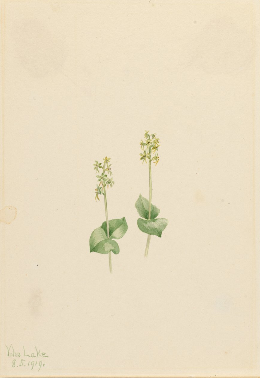 Rocky Mountain Twayblade (Ophrys necrophylla) von Mary Vaux Walcott