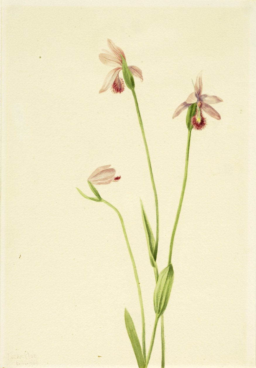 Rose Pogonia Pogonia ophioglossoides von Mary Vaux Walcott