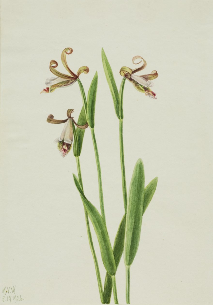 Knospen-Orchidee Pogonia divaricata, 1926 von Mary Vaux Walcott