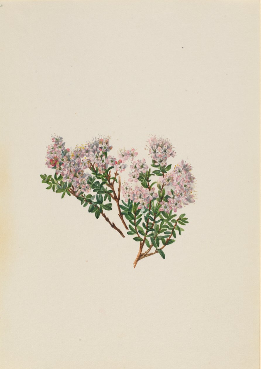 Sandmyrte, ca. 1930er Jahre von Mary Vaux Walcott