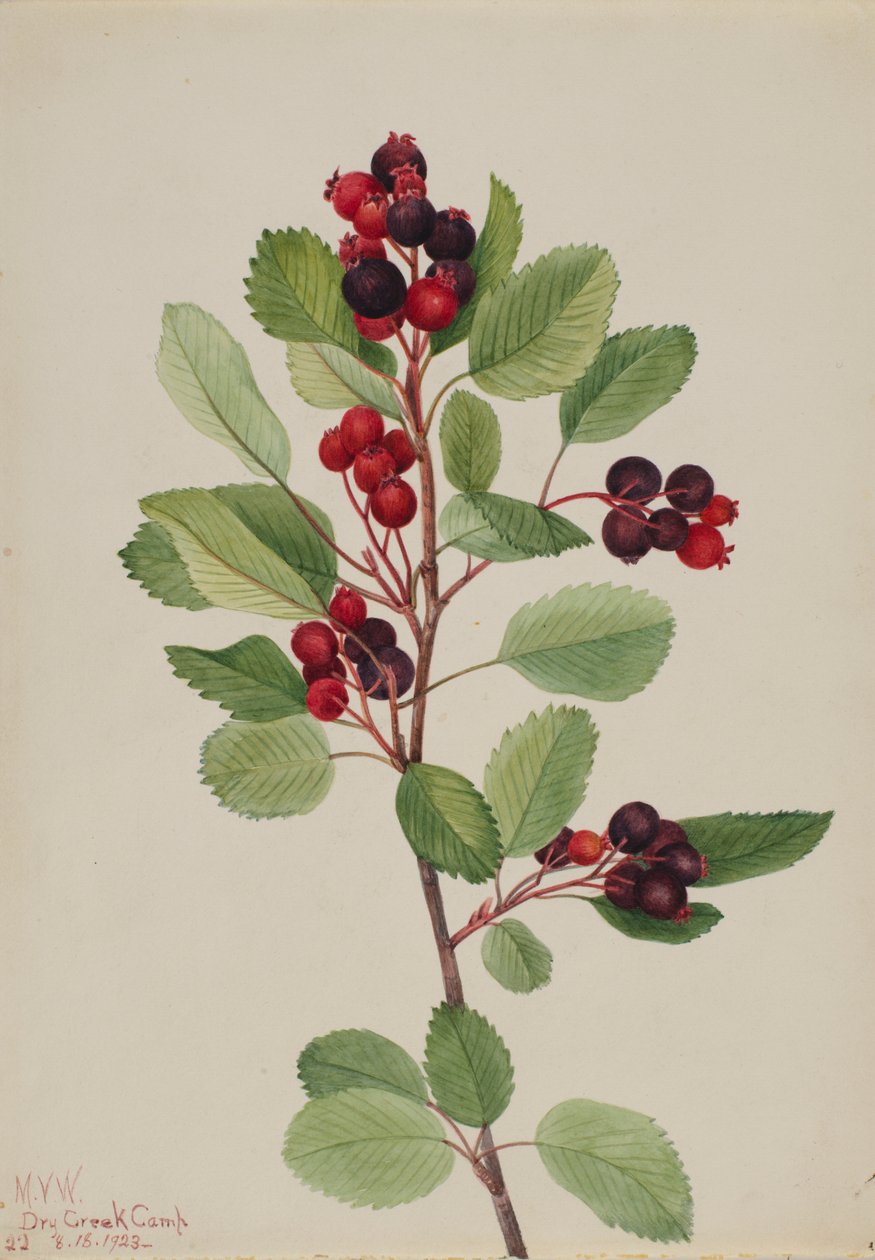 Felsenbirne (Amelanchier alnifolia) von Mary Vaux Walcott