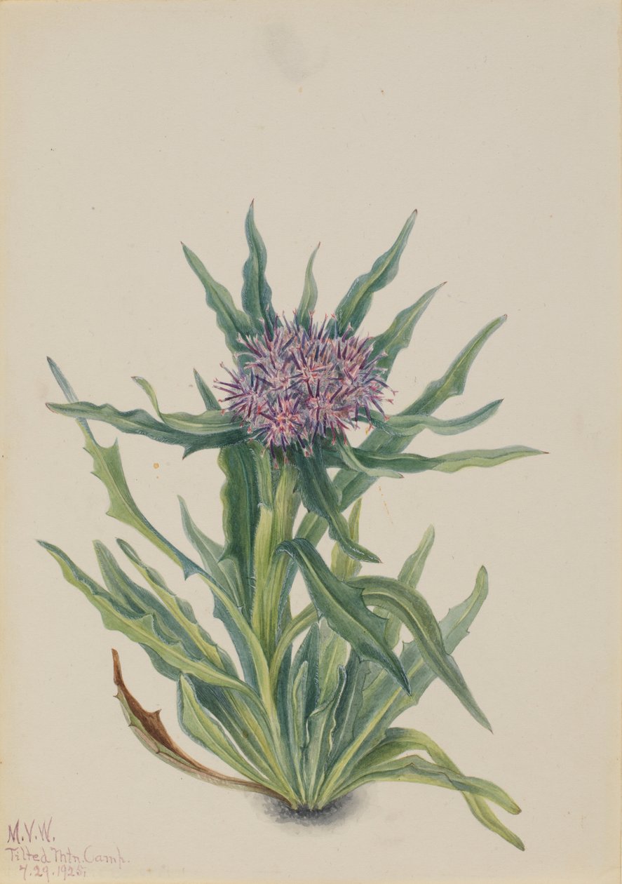Saussurea (Saussurea densa) von Mary Vaux Walcott