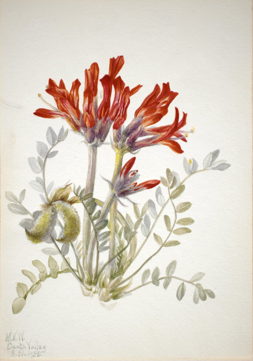 Scharlachroter Loco Astragalus coccineus von Mary Vaux Walcott