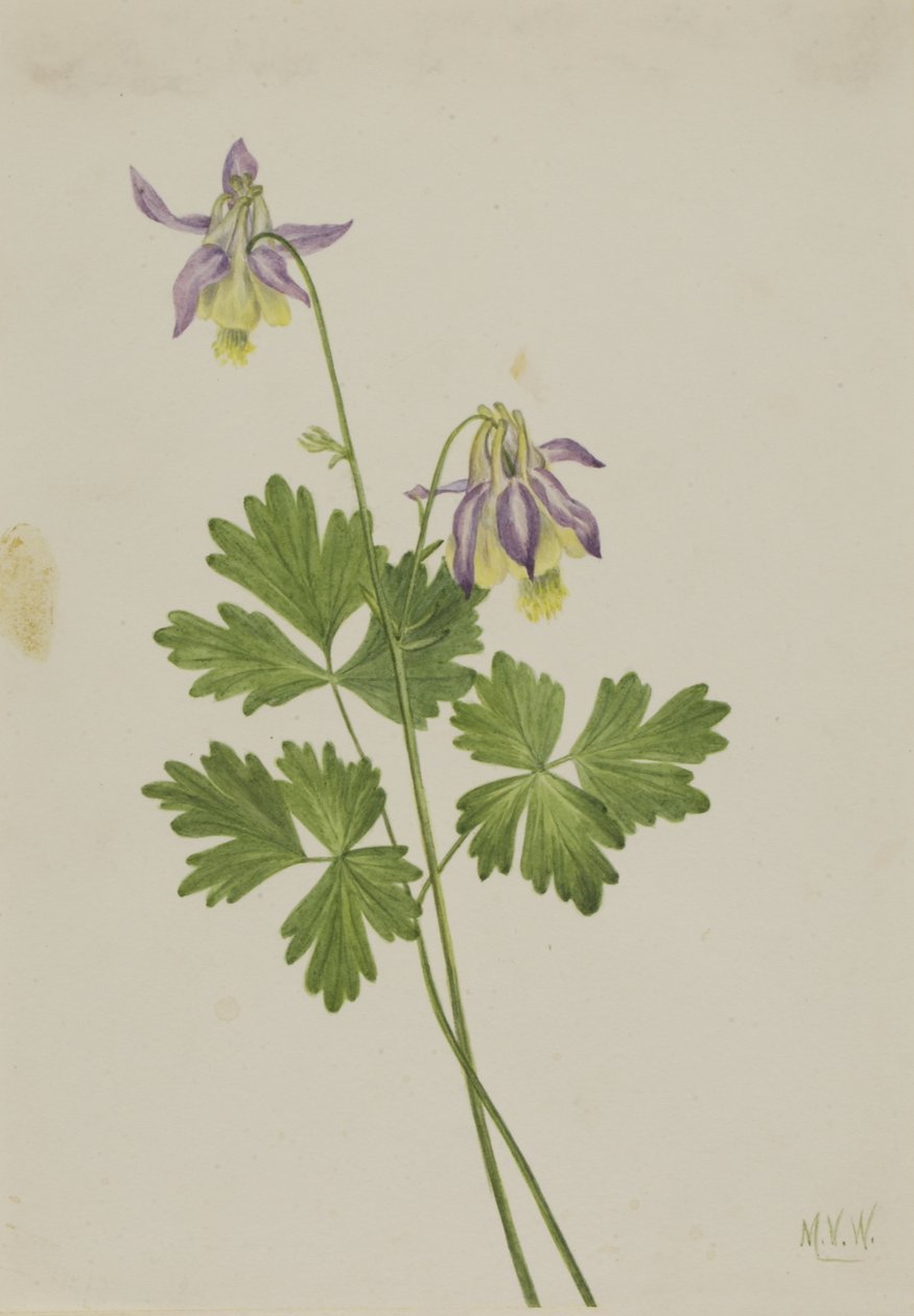 Kurzspornige Akelei (Aquilegia brevistyla) von Mary Vaux Walcott