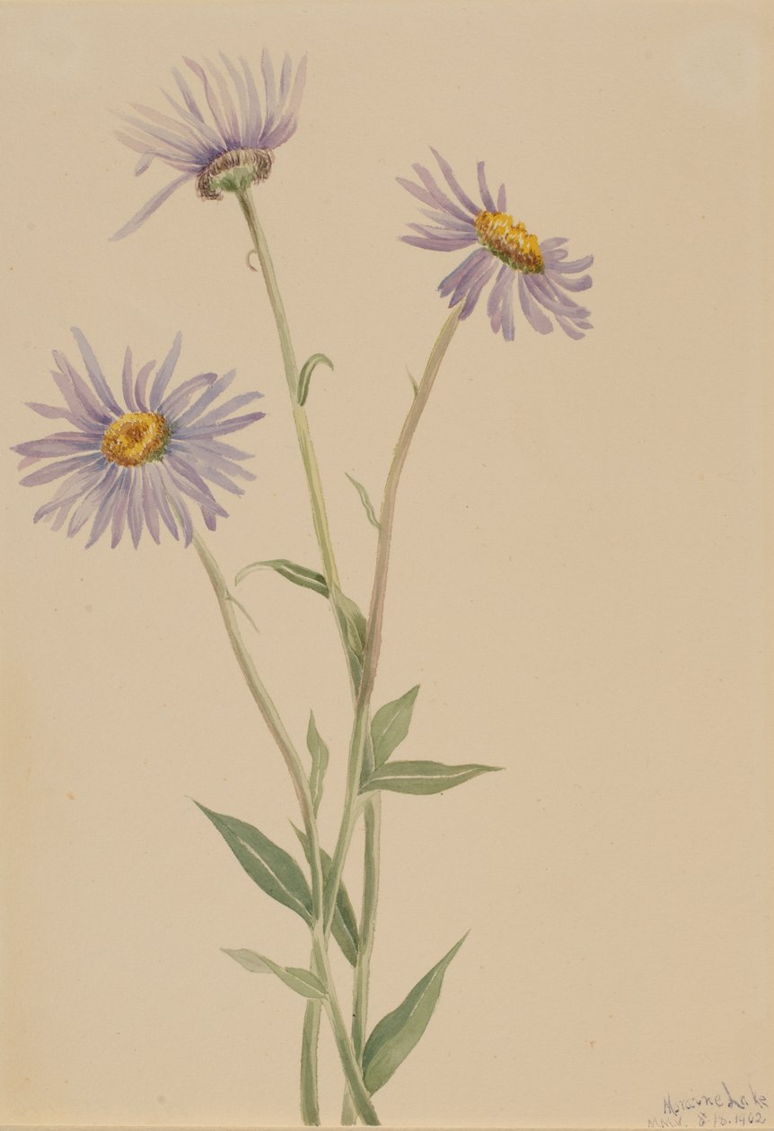 Prachtvolles Berufkraut Erigeron salsuginosus, 1902 von Mary Vaux Walcott