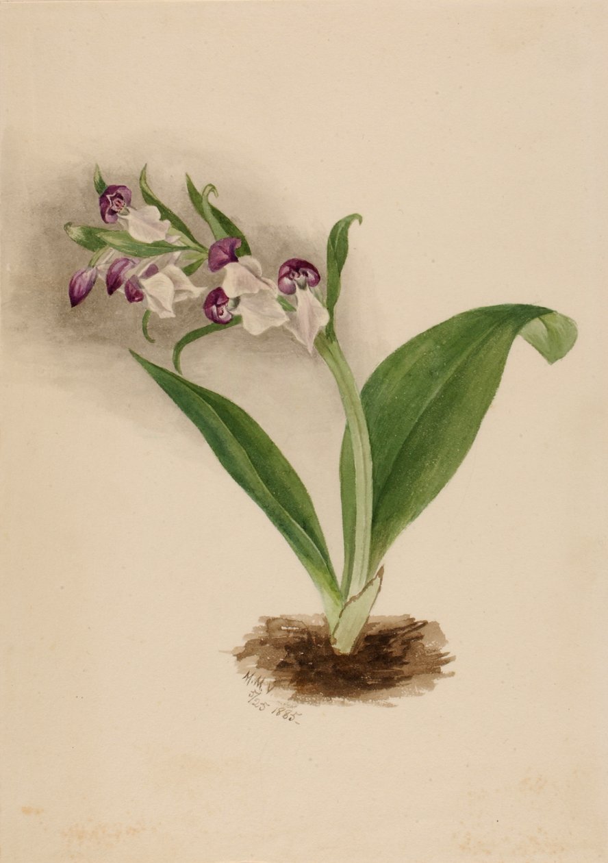 Prachtorchideen Orchis spectabilis von Mary Vaux Walcott