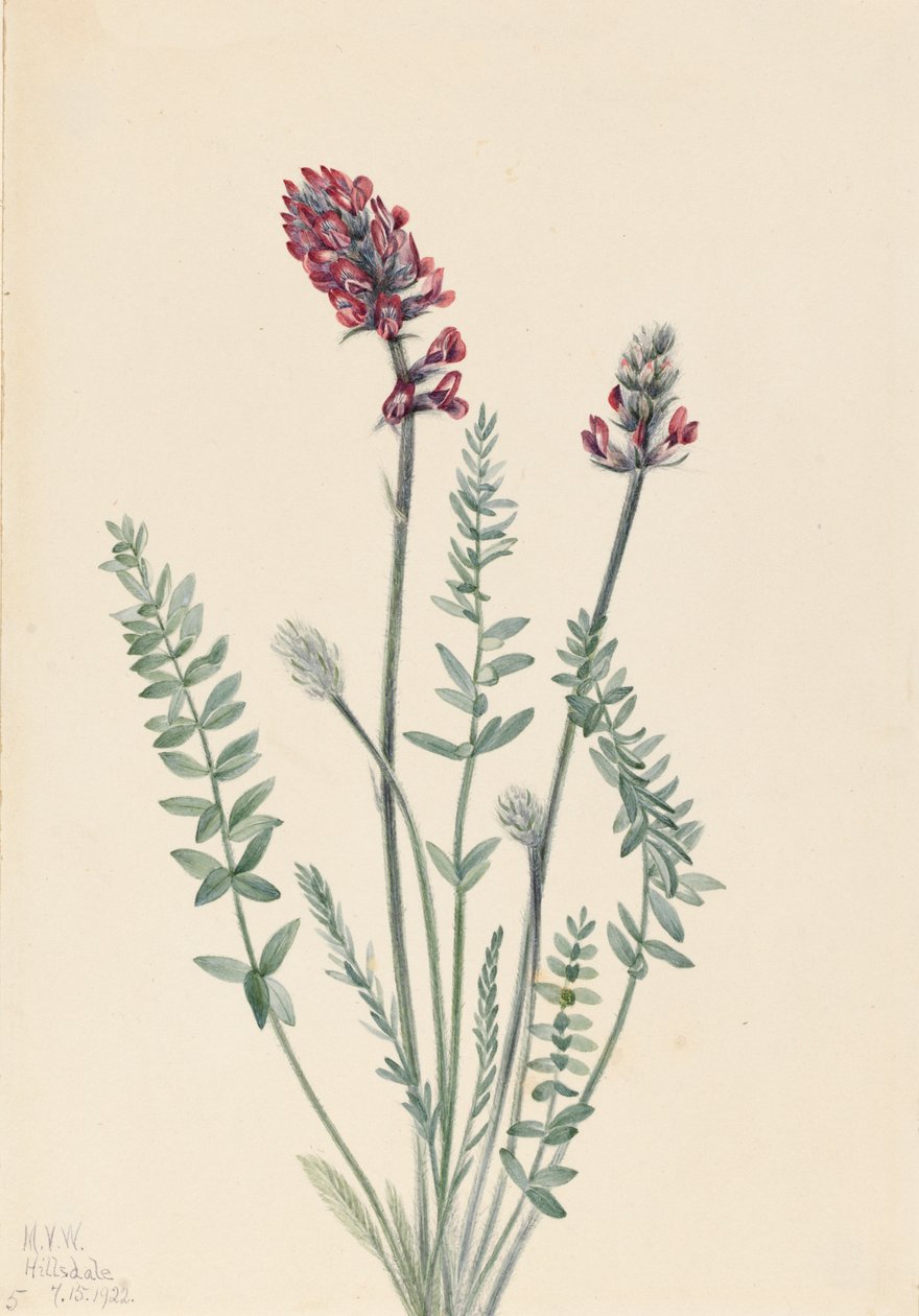 Prächtige Oxytrope Oxytropis splendens, 1922 von Mary Vaux Walcott