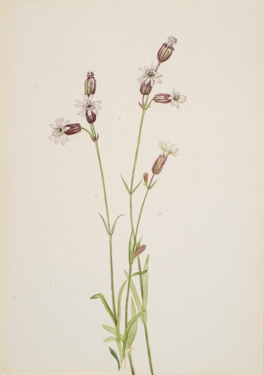 Silene multicaulis von Mary Vaux Walcott