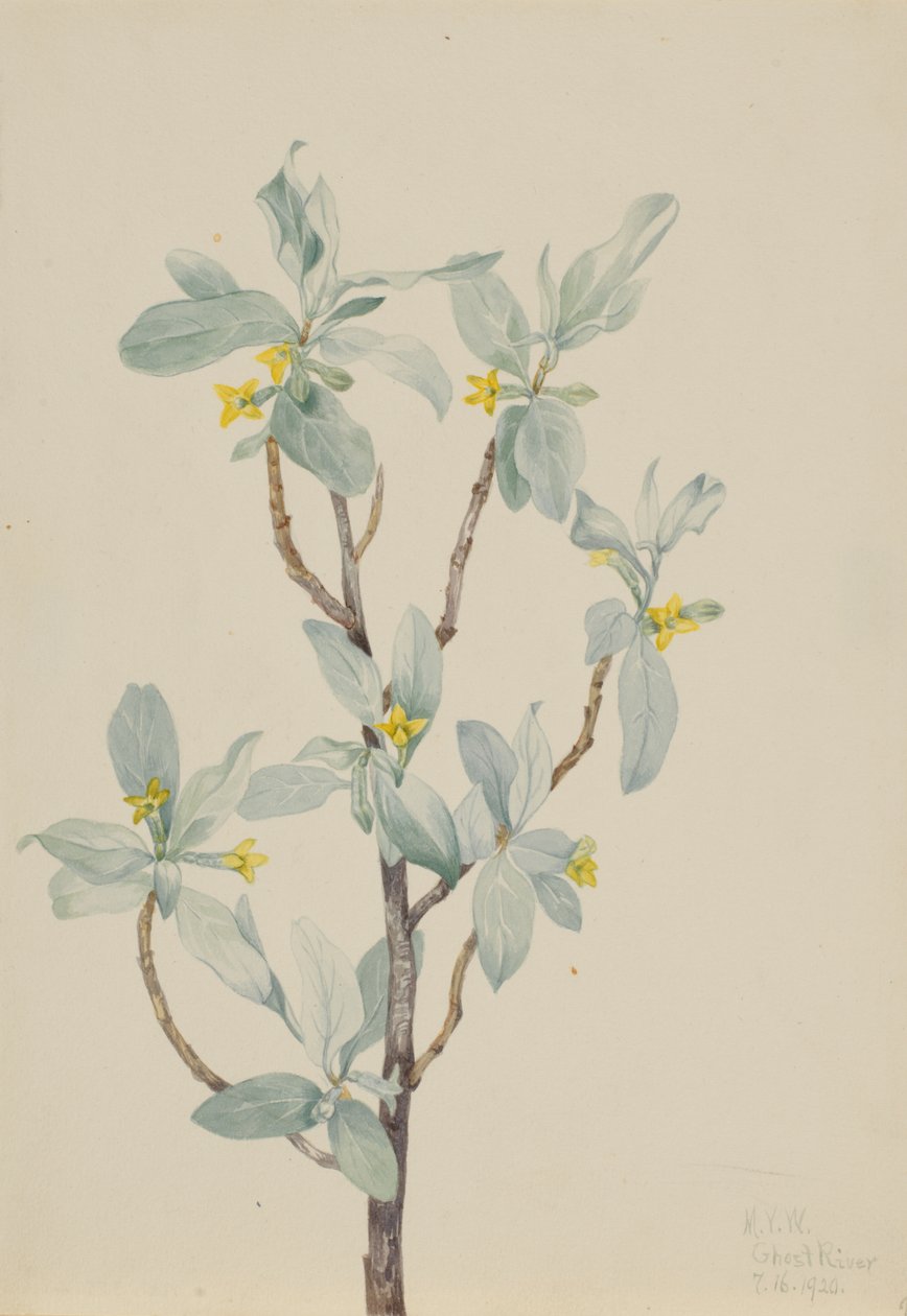 Silberbeere (Elaeagnus commutata) von Mary Vaux Walcott