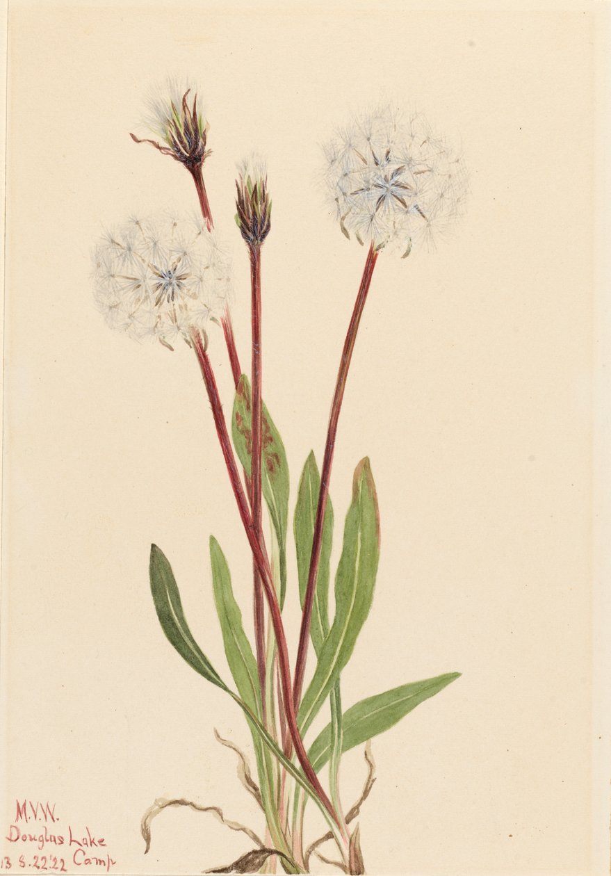 Schlanke Agoseris Agoseris gracilens von Mary Vaux Walcott