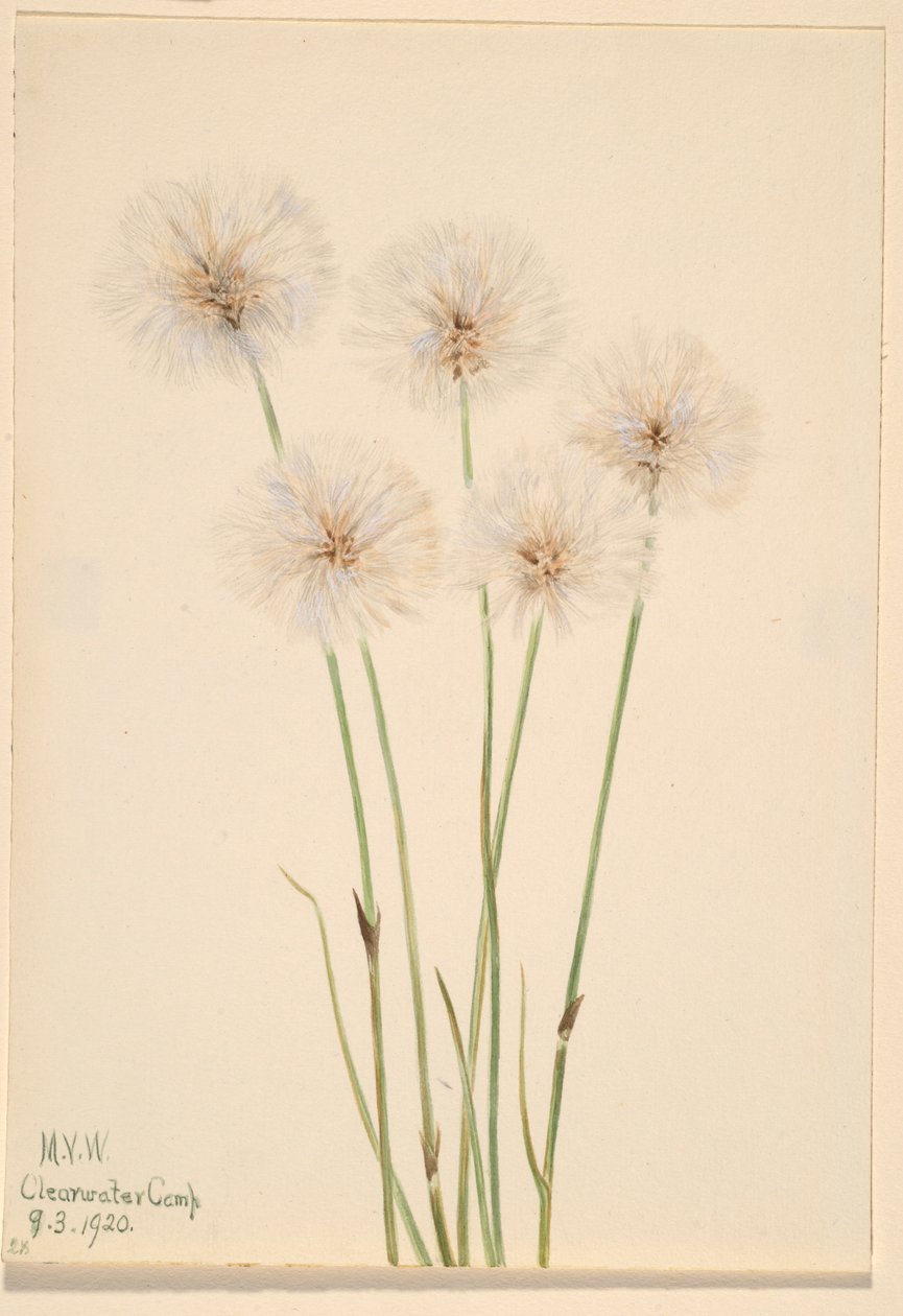 Schmalblättriges Wollgras (Eriophorum chamissonis) von Mary Vaux Walcott
