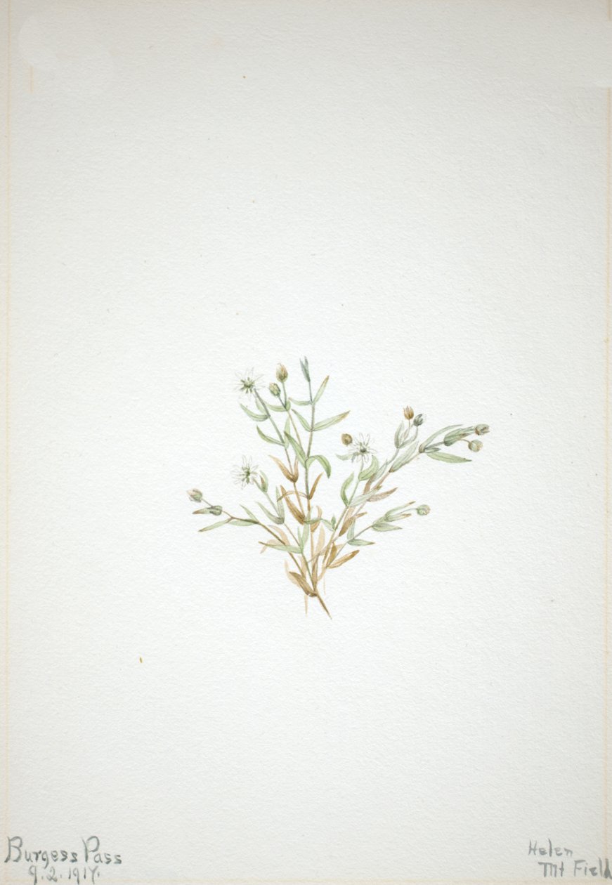 Stelleria leata, 1917 von Mary Vaux Walcott
