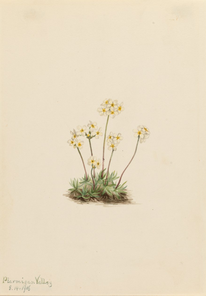 Süße Androsace Androsace carinata von Mary Vaux Walcott