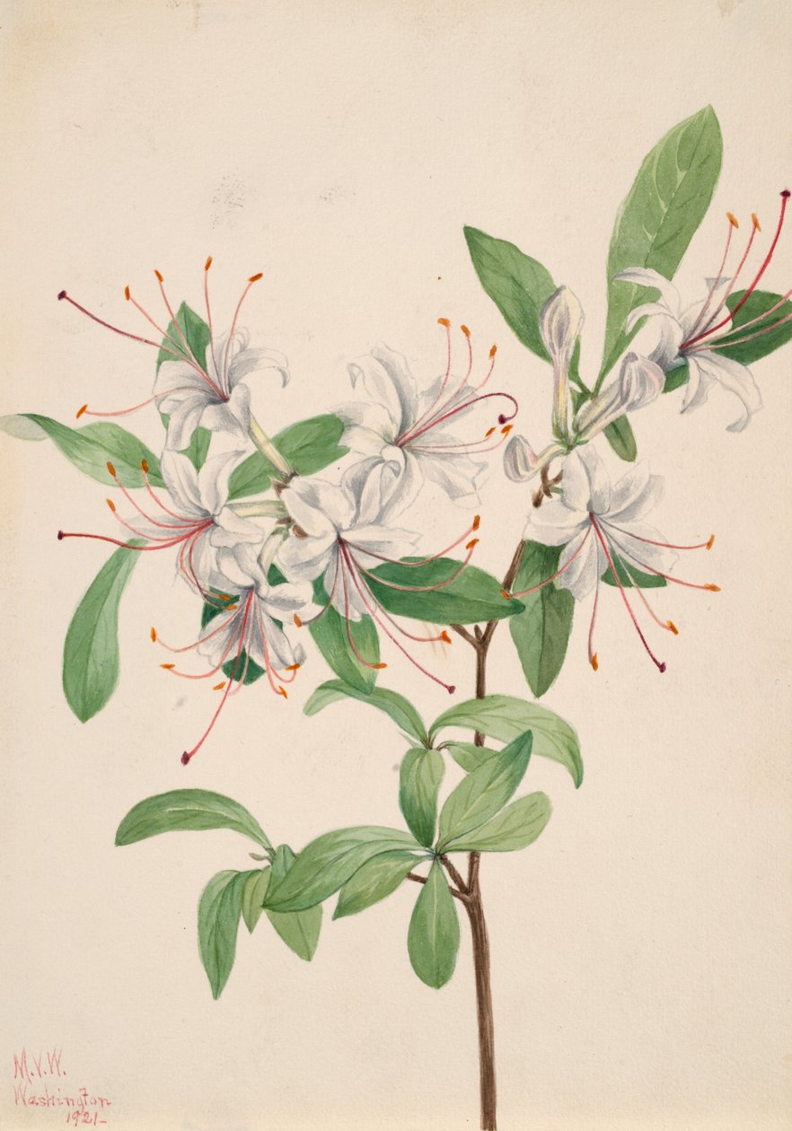 Süße Azalee Azalea arborescens, 1921 von Mary Vaux Walcott