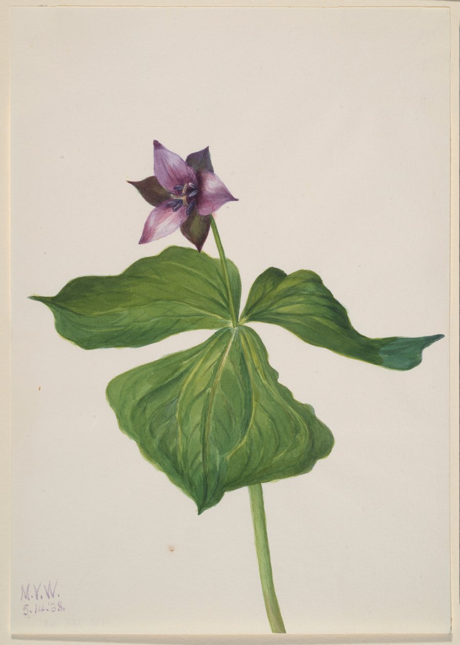 Rote Dreizipfelblume (Trillium erectum) von Mary Vaux Walcott
