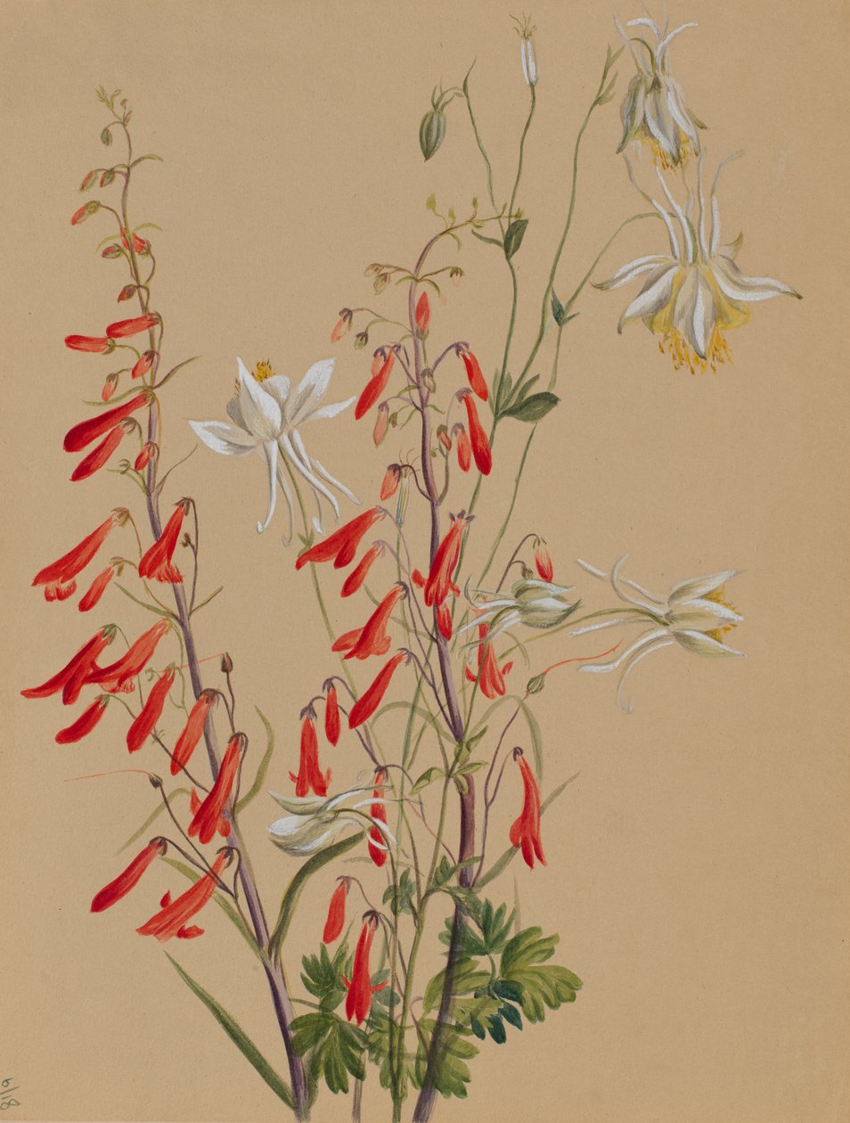 Ohne Titel - Blumenstudie, ca. 1883-1900 von Mary Vaux Walcott
