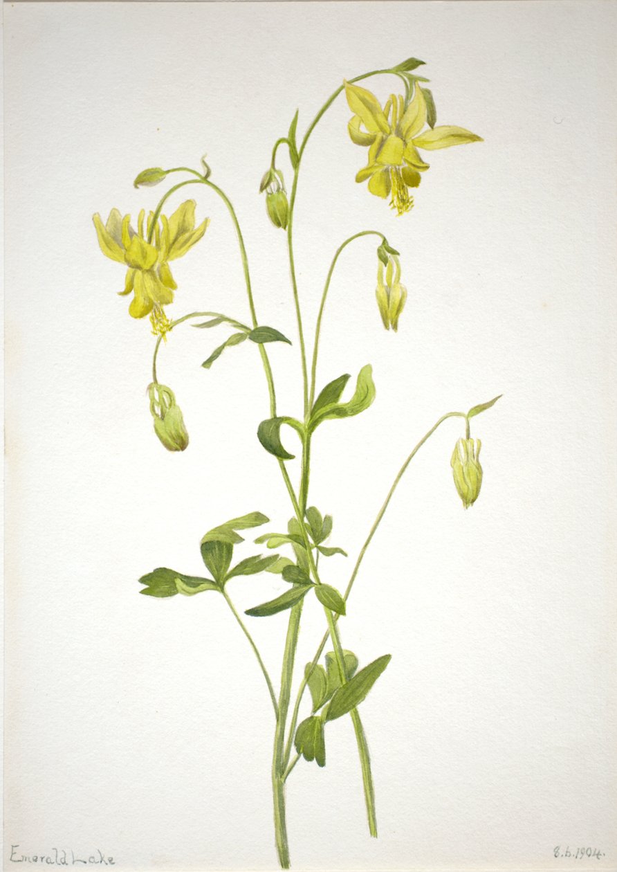 Ohne Titel - Pflanzenstudie, 1904 von Mary Vaux Walcott