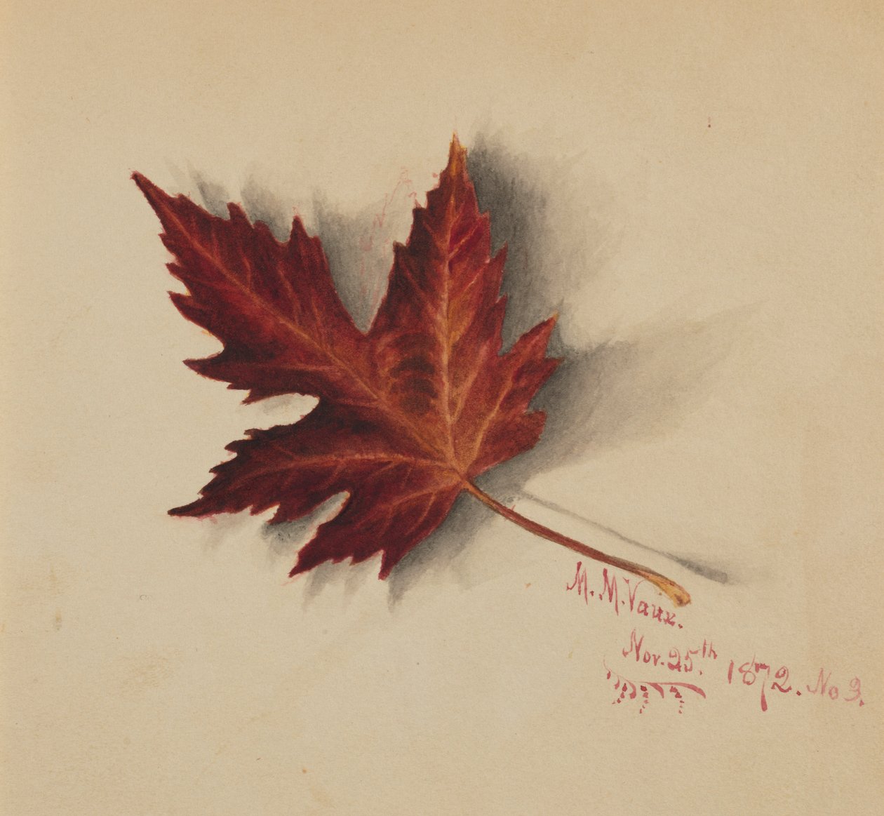 Ohne Titel (Herbstblatt) von Mary Vaux Walcott