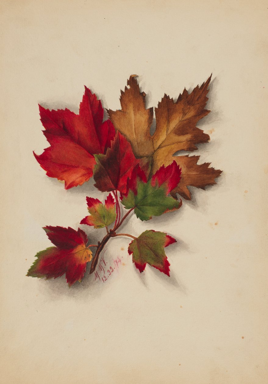 Ohne Titel (Herbstblätter) von Mary Vaux Walcott