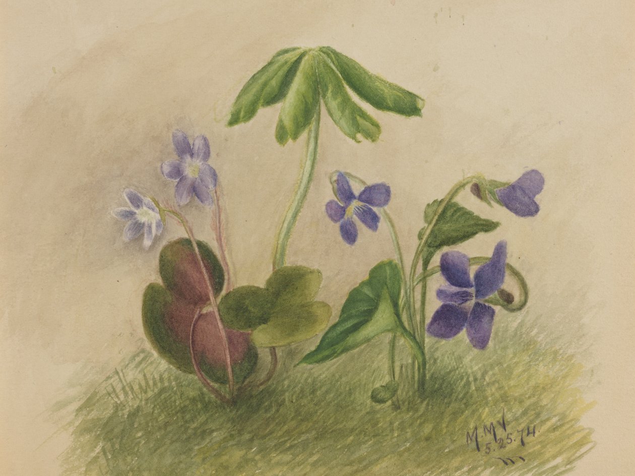 Ohne Titel, 1874 von Mary Vaux Walcott