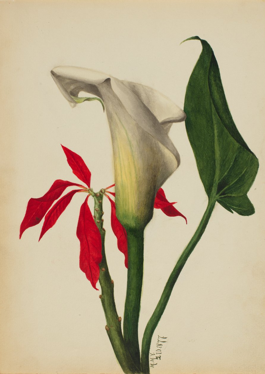 Unbetitelte Calla-Lilie von Mary Vaux Walcott