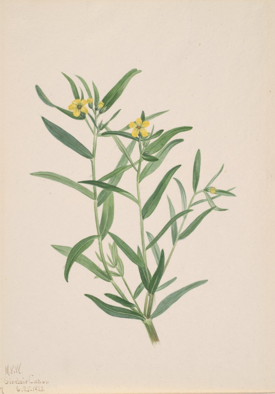Unbetitelte Blumenstudie, 1923 von Mary Vaux Walcott