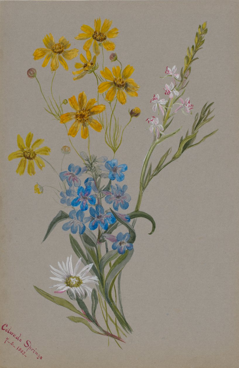 Ohne Titel, Gruppe von Blumen, 1883 von Mary Vaux Walcott