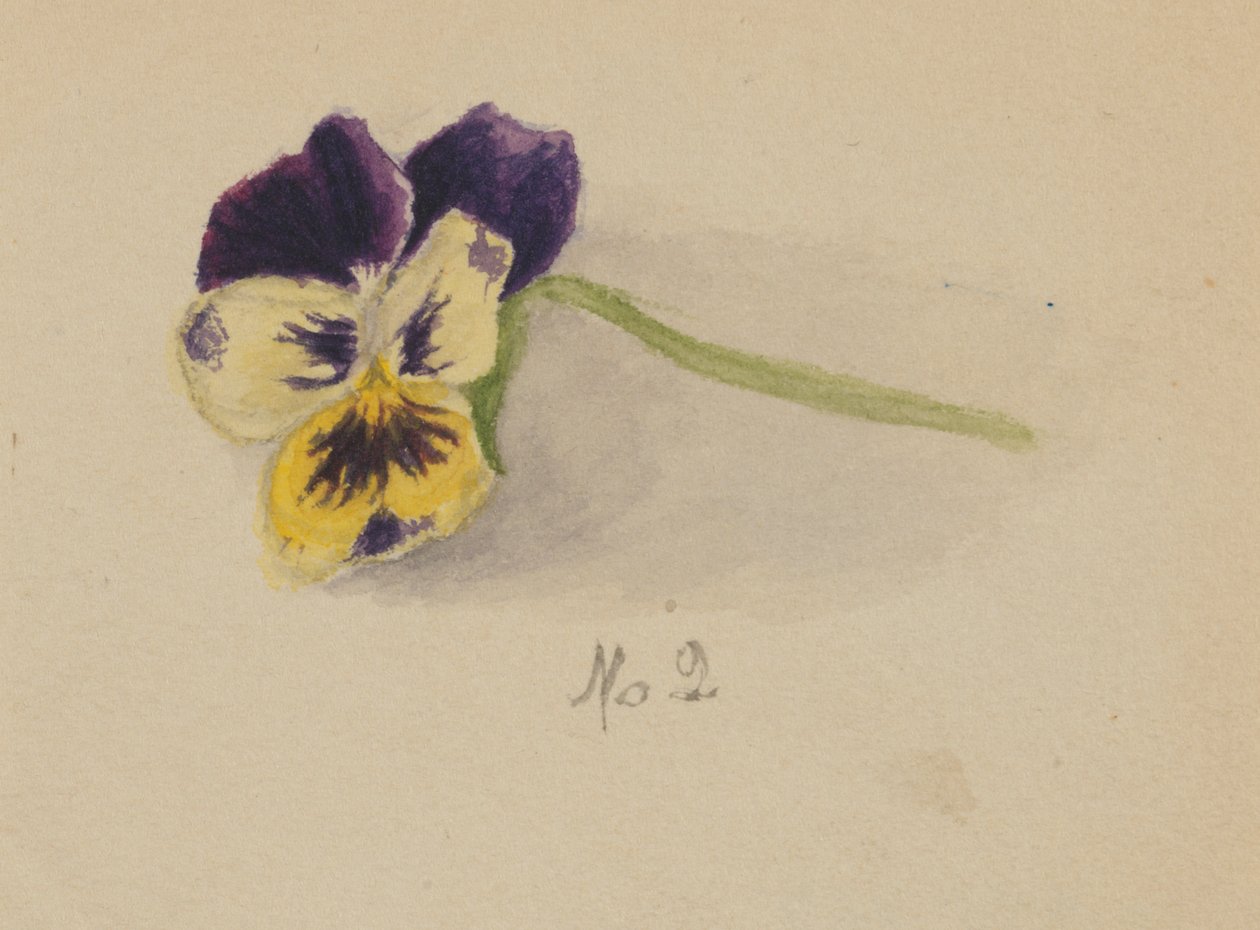 Ohne Titel Stiefmütterchen, 1872 von Mary Vaux Walcott