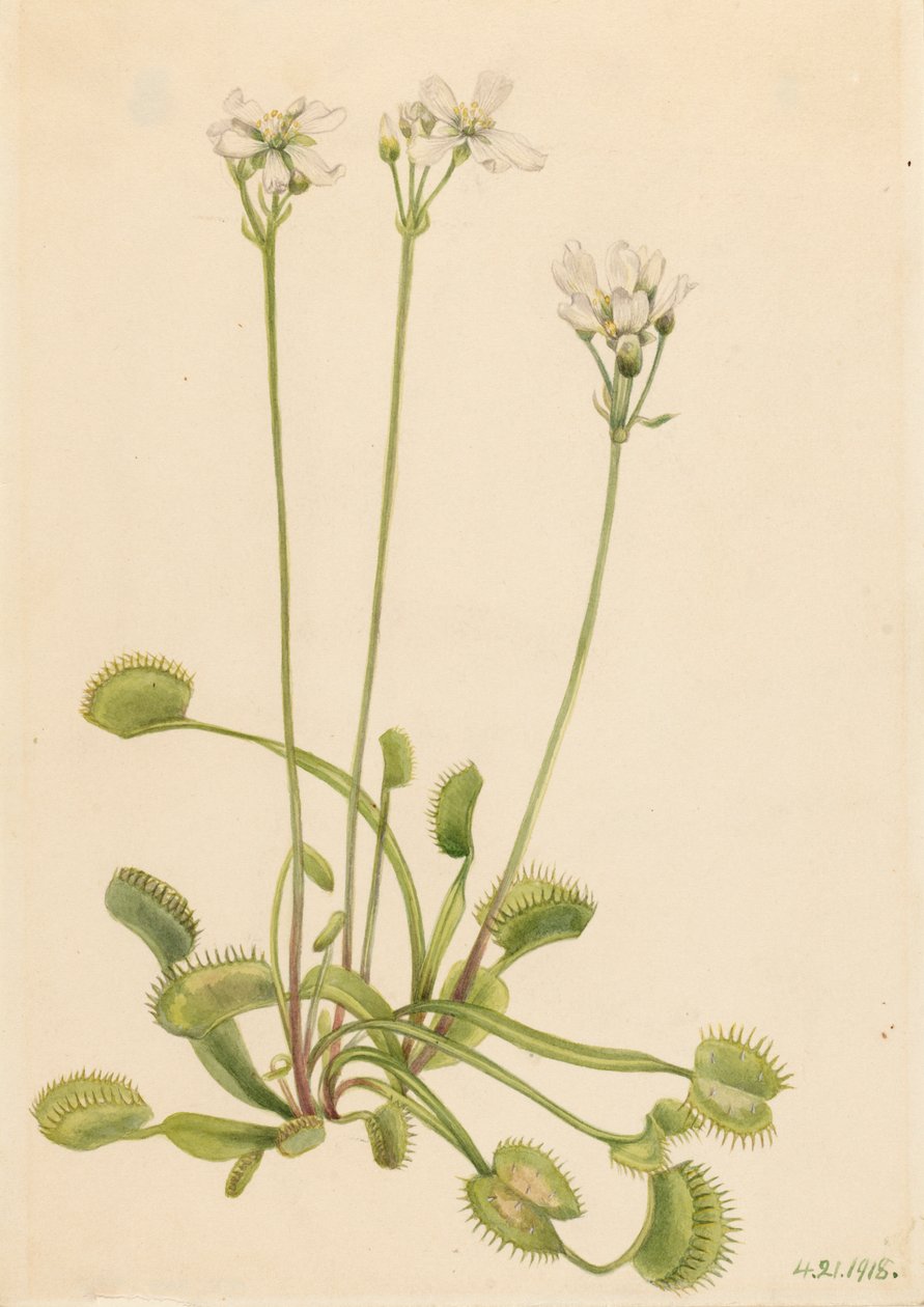 Venusfliegenfalle (Dionaea muscipula) von Mary Vaux Walcott