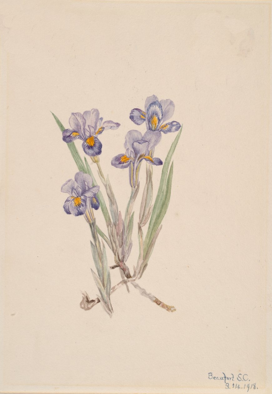 Frühlings-Iris Iris verna, 1918 von Mary Vaux Walcott