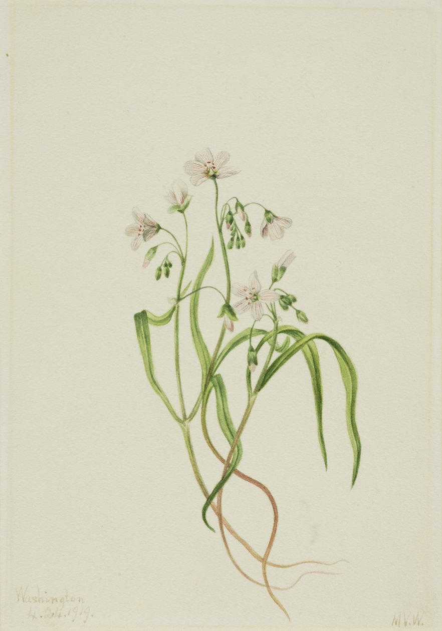 Virginia-Frühlingsschönheit (Claytonia virginica) von Mary Vaux Walcott