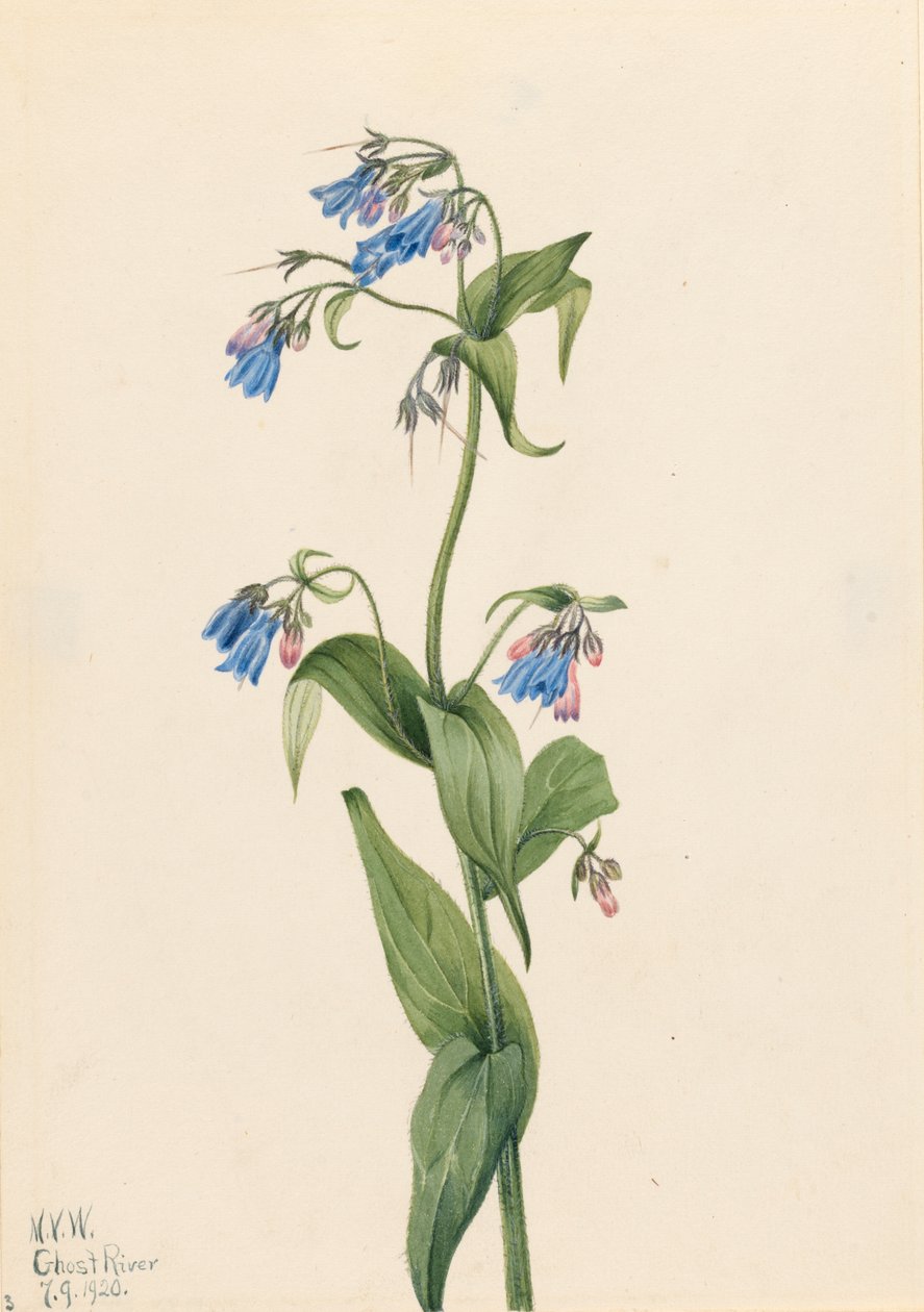 Westliche Glockenblumen Mertensia paniculata, 1920 von Mary Vaux Walcott