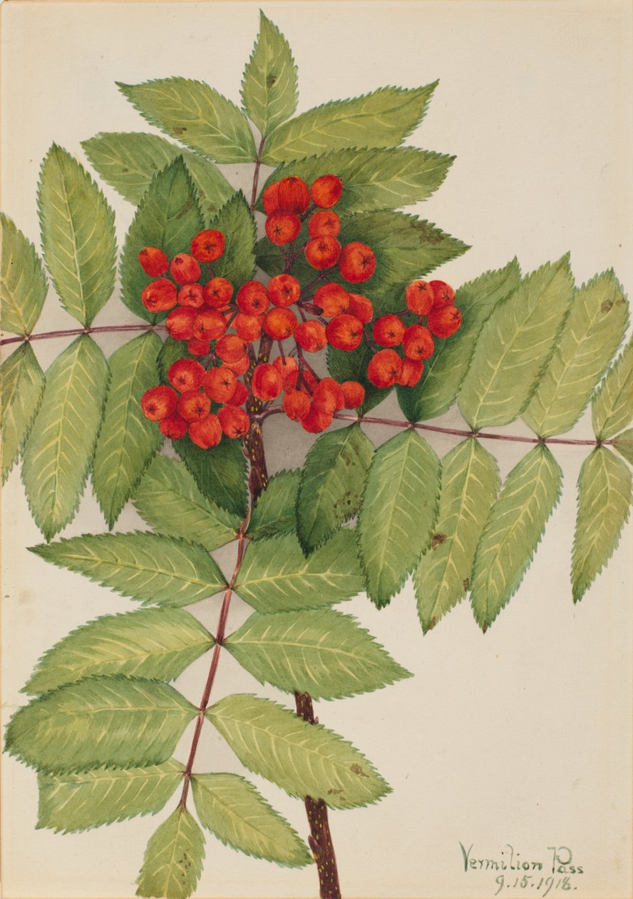 Westliche Eberesche (Sorbus sambucifolia) von Mary Vaux Walcott