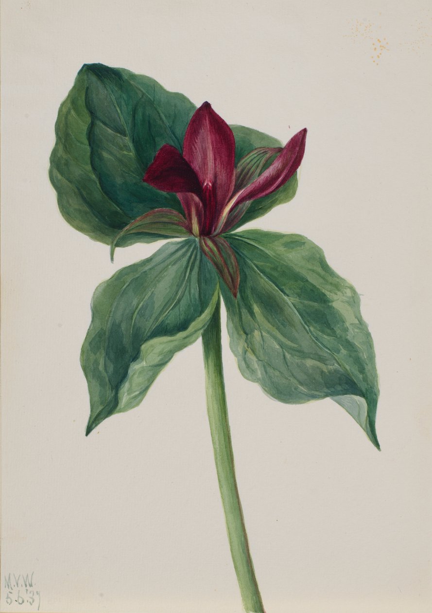 Waldlilie (Trillium H.) von Mary Vaux Walcott