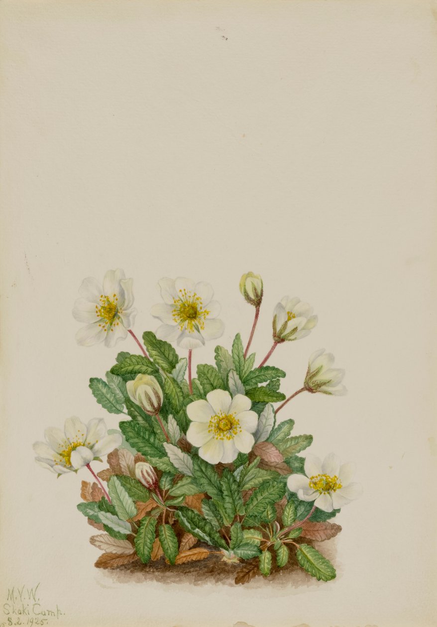 Weiße Dryade Dryas octopetala von Mary Vaux Walcott