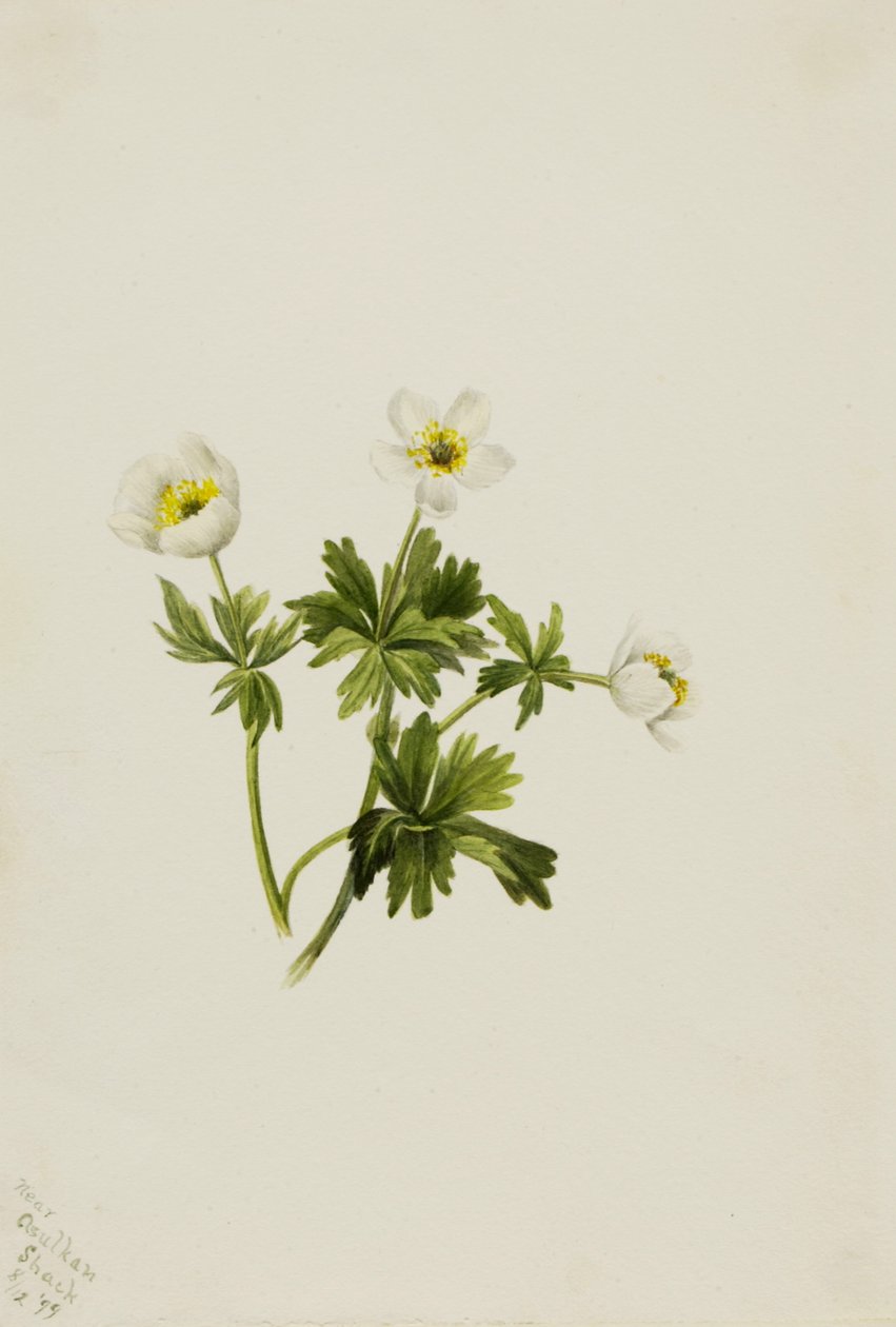 Weiße Trollblume Trollius albiflorus, 1899 von Mary Vaux Walcott