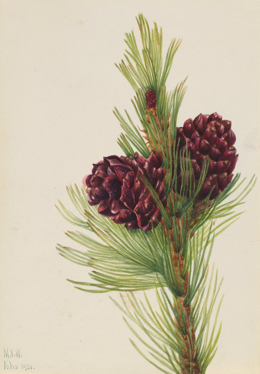 Weißrinden-Kiefer (Pinus albicaulis) von Mary Vaux Walcott