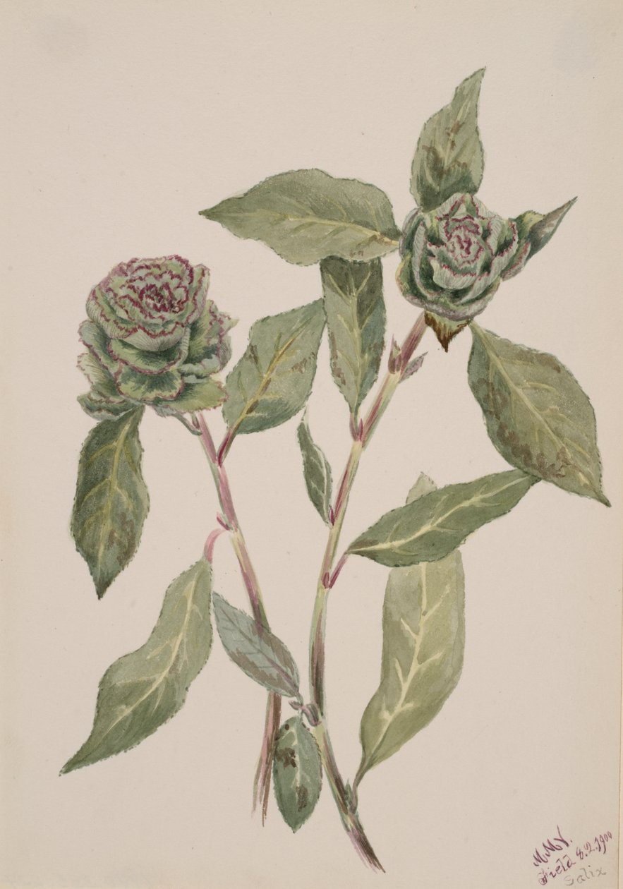 Weide Salix, 1900 von Mary Vaux Walcott
