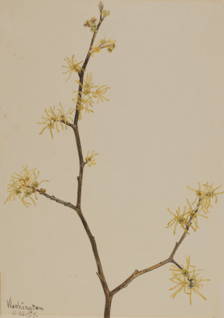 Zaubernuss Hamamelis virginiana, 1917 von Mary Vaux Walcott