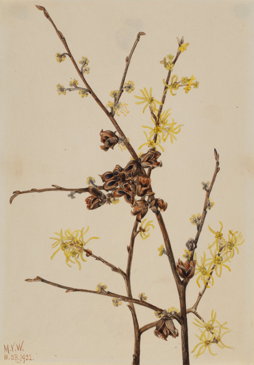 Zaubernuss (Hamamelis virginiana) von Mary Vaux Walcott