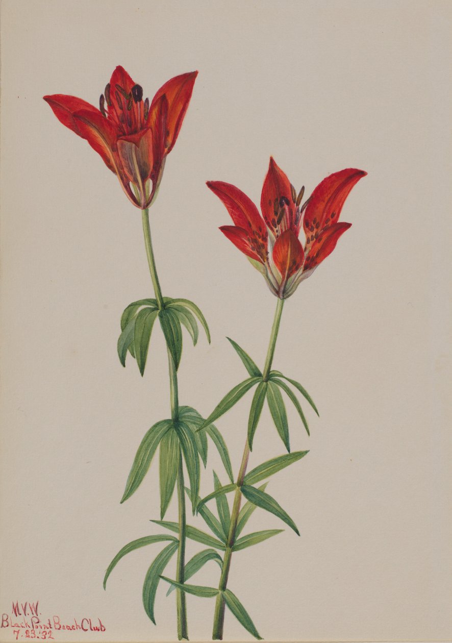 Holzlilie (Lilium philadelphicum) von Mary Vaux Walcott